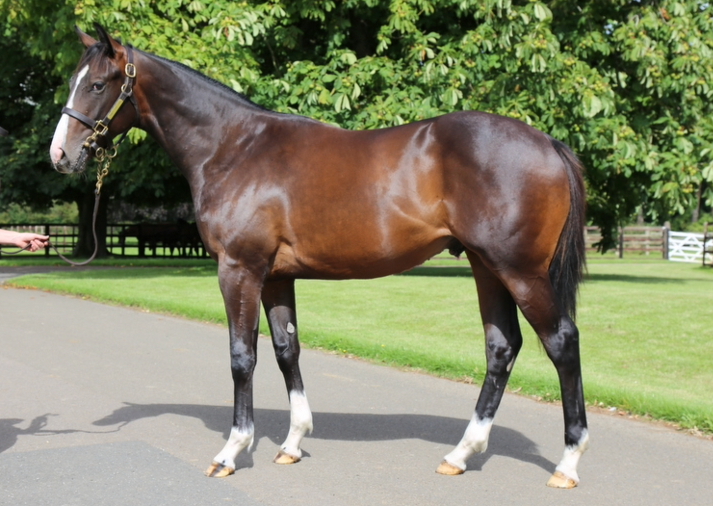 TREBLE WINNERS SHARE FOR 2025 FLAT SEASON INCLUDING GIFT BOX